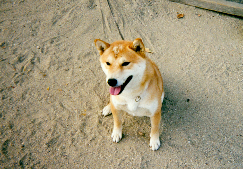 犬